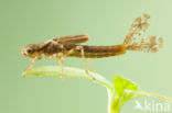 Pyrrhosoma elisabethae (rode lijst  IUCN