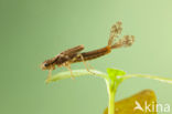 Pyrrhosoma elisabethae (rode lijst  IUCN