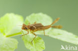 Pyrrhosoma elisabethae (rode lijst  IUCN