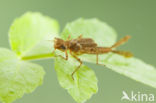 Pyrrhosoma elisabethae (rode lijst  IUCN