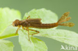 Pyrrhosoma elisabethae (rode lijst  IUCN