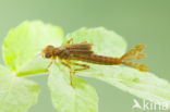 Pyrrhosoma elisabethae (rode lijst  IUCN