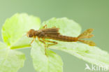 Pyrrhosoma elisabethae (IUCN red list