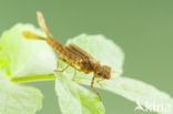 Pyrrhosoma elisabethae (rode lijst  IUCN