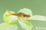 Pyrrhosoma elisabethae (rode lijst  IUCN