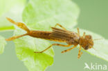 Pyrrhosoma elisabethae (rode lijst  IUCN