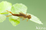 Pyrrhosoma elisabethae (IUCN red list