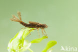 Pyrrhosoma elisabethae (IUCN red list