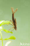 Pyrrhosoma elisabethae (rode lijst  IUCN