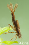 Pyrrhosoma elisabethae (rode lijst  IUCN