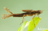 Pyrrhosoma elisabethae (rode lijst  IUCN