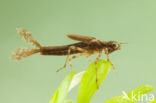 Pyrrhosoma elisabethae (rode lijst  IUCN