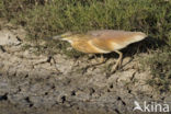 Ralreiger (Ardeola ralloides)