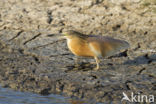 Ralreiger (Ardeola ralloides)