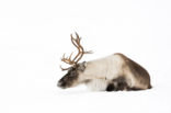 Reindeer (Rangifer tarandus tarandus)