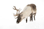 Reindeer (Rangifer tarandus tarandus)