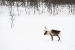 Rendier (Rangifer tarandus tarandus)