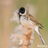 Reed Bunting (Emberiza schoeniclus)