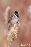 Reed Bunting (Emberiza schoeniclus)