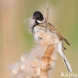 Reed Bunting (Emberiza schoeniclus)