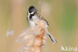 Reed Bunting (Emberiza schoeniclus)