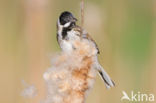 Reed Bunting (Emberiza schoeniclus)