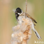 Reed Bunting (Emberiza schoeniclus)