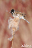 Rietgors (Emberiza schoeniclus)