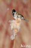 Rietgors (Emberiza schoeniclus)