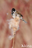 Reed Bunting (Emberiza schoeniclus)