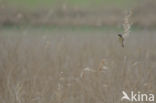 Sedge Warbler (Acrocephalus schoenobaenus)