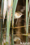 Sedge Warbler (Acrocephalus schoenobaenus)