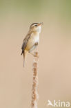 Sedge Warbler (Acrocephalus schoenobaenus)