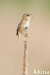 Sedge Warbler (Acrocephalus schoenobaenus)