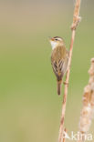 Rietzanger (Acrocephalus schoenobaenus)