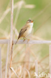 Rietzanger (Acrocephalus schoenobaenus)