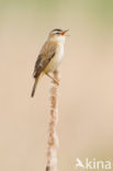 Rietzanger (Acrocephalus schoenobaenus)