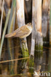 Rietzanger (Acrocephalus schoenobaenus)