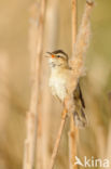 Rietzanger (Acrocephalus schoenobaenus)