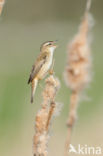 Rietzanger (Acrocephalus schoenobaenus)