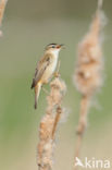 Rietzanger (Acrocephalus schoenobaenus)