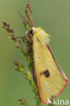 Roodbandbeer (Diacrisia sannio)