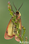 Roodbandbeer (Diacrisia sannio)