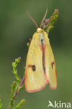 Roodbandbeer (Diacrisia sannio)