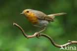 Roodborst