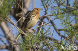 Red-throated Pipit (Anthus cervinus)