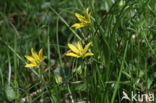 Schedegeelster (Gagea spathacea) 