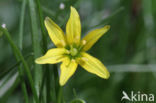 Schedegeelster (Gagea spathacea) 