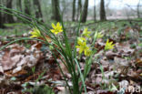 Schedegeelster (Gagea spathacea) 