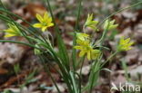 Schedegeelster (Gagea spathacea) 